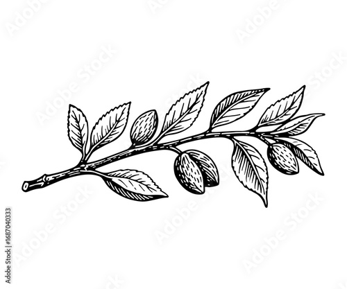 Almond vector engraving style illustration