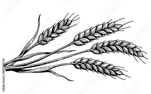 Barley vector engraving style illustration