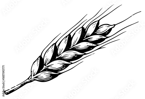 Barley vector engraving style illustration