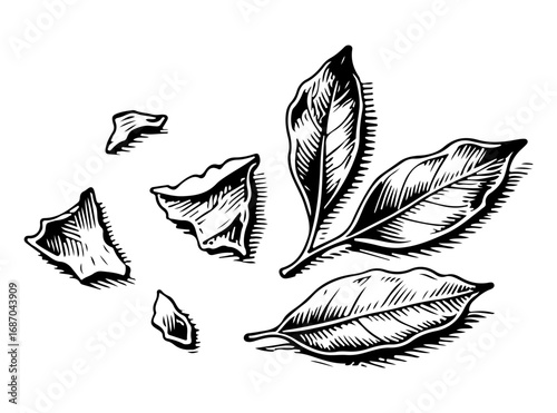 Bay leaf vector engraving style illustration