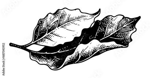 Bay leaf vector engraving style illustration