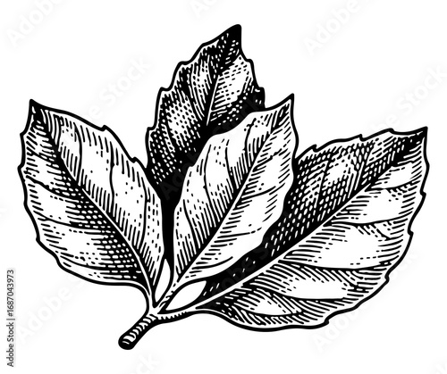 Bay leaf vector engraving style illustration