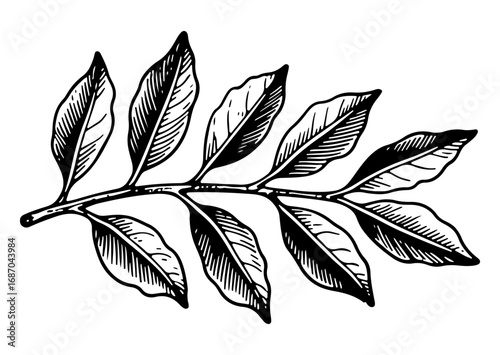 Bay leaf vector engraving style illustration