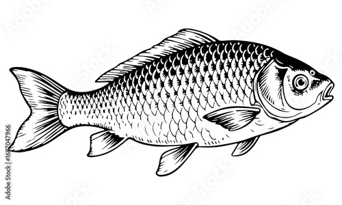 Carp fish vector engraving style illustration