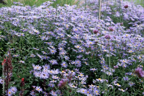 Plant portrait. Asters growing in a border.  

flower, flowers, flowering, herfstaster, september, autumn, fall, garden, gardening, mauve, purple,