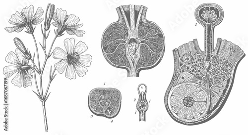 Detailed botanical illustration featuring a flower and anatomical diagrams in monochrome