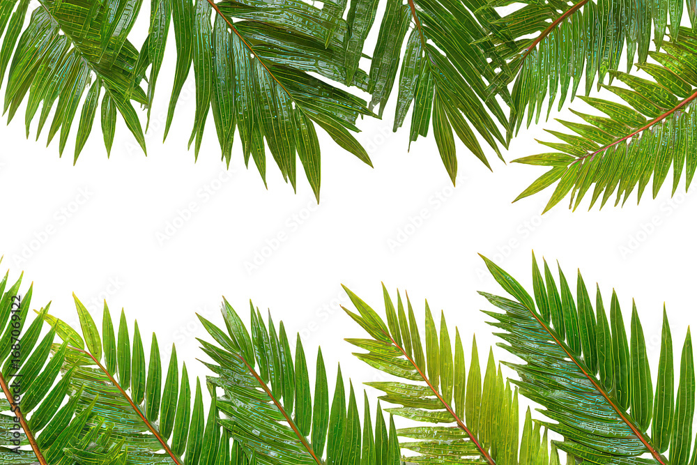Fototapeta premium Green Glittering Palm Fronds Frame on Black Background