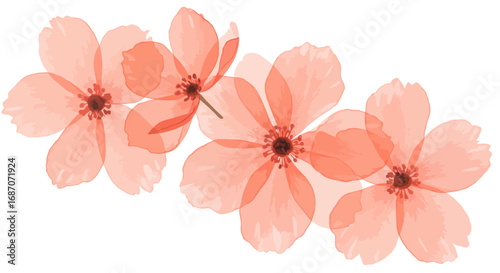 Watercolor Coral Flowers Arrangement on White Background for Spring Designs