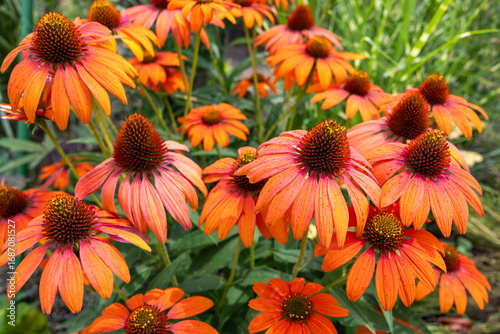 Orange echinacea flowers blooming neatly in a garden in early summer.