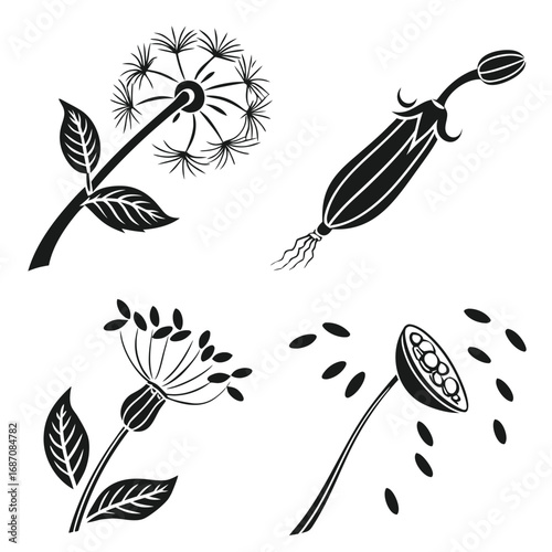 Dandelion seed head and flower bud leaves seeds