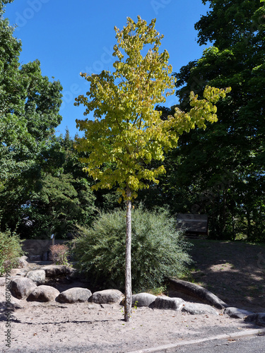 Bäumchen in der Sonne