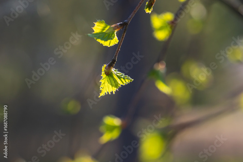 Closeup of birch tree branches with young green leaves in spring 
