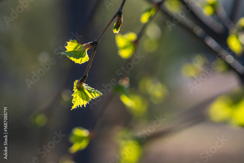Closeup of birch tree branches with young green leaves in spring 
