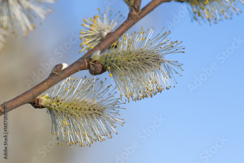 branches of a blossomed willow with yellow willow catkins against blue sky background
