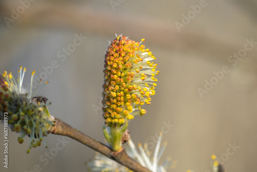 willow branch with yellow flowers
