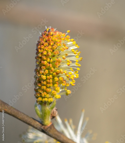 close-up of yellow willow flower

