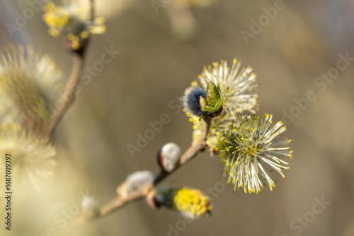 A detailed close-up shot of fluffy yellow pussy willow catkins blooming on a branch with new green leaves opening in spring light.