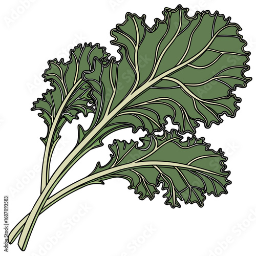 Fresh Green Kale Leaves Illustration