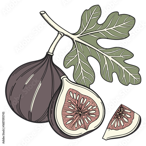 Hand-Drawn Botanical Illustration of Sweet Ripe Figs with Fresh Green Leaf