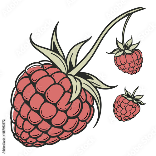 Fresh Raspberries Illustration