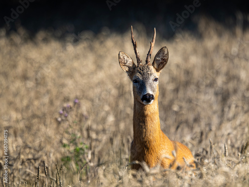 Fototapeta Naklejka Na Ścianę i Meble -  sarna w zbożu 