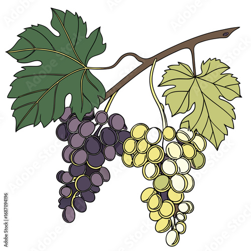 Grapes on the Vine