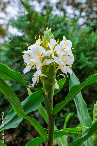 Beautiful blooming ginger lily flowers in an autumn garden.
