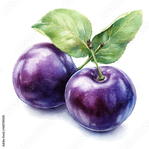 watercolor of Plum, vector, isolated on a white background.