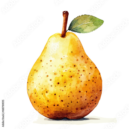 watercolor of Pear, vector, isolated on a white background.