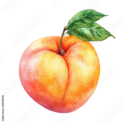 Peach, watercolor drawing vector, isolated on a white background.