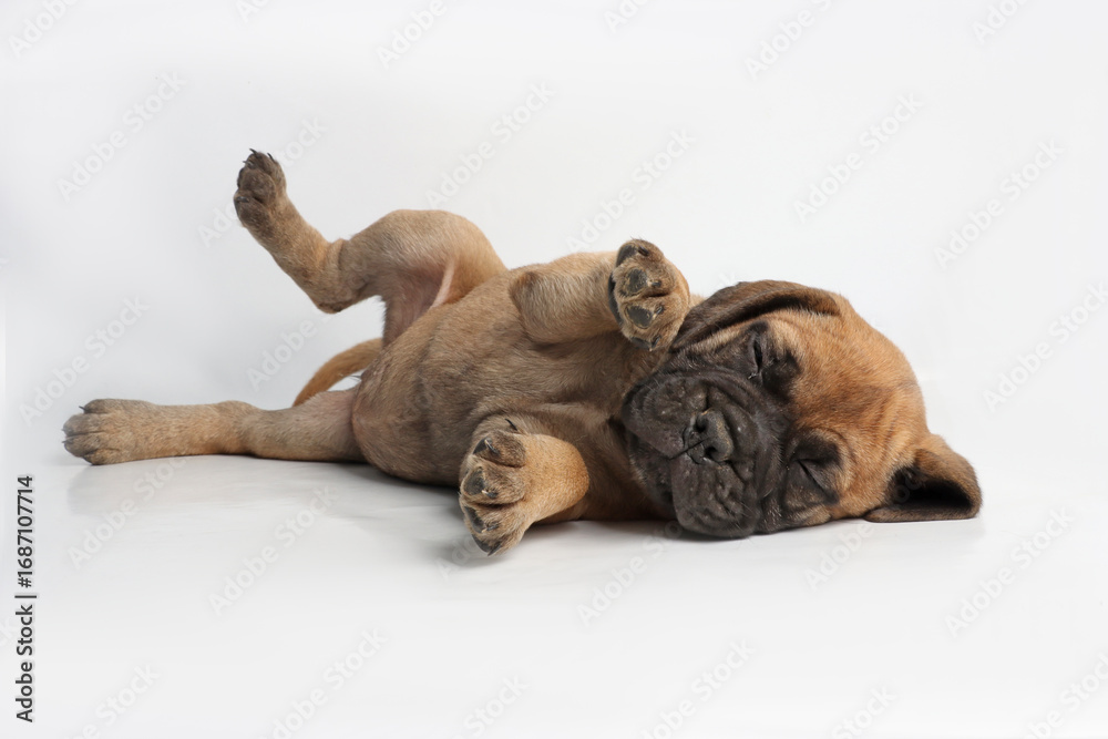 Obraz premium Cute Bullmastiff puppy lying down on white background, adorable young dog