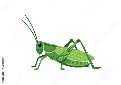 A detailed illustration of a green grasshopper on a plain white background showing its body parts and delicate wings