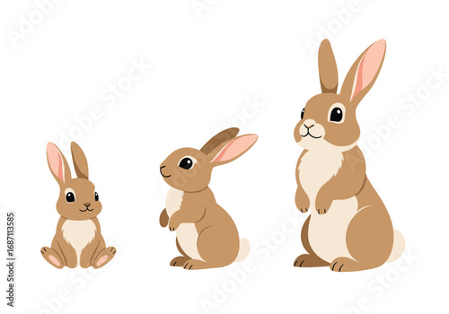 Three fluffy brown rabbits of different sizes standing on a white background