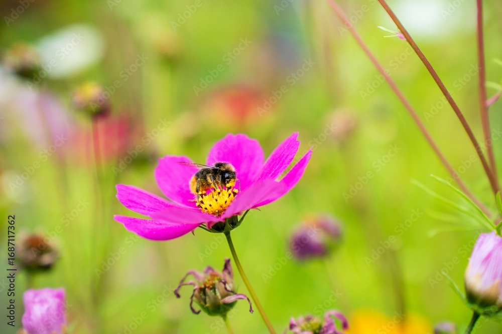 Fototapeta premium Close-up of a bee on a pink flower with a blurred green background