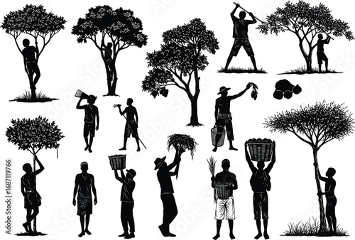 Silhouette fruit harvesting, workers picking fruit, carrying baskets, climbing trees, rural farming, agriculture labor, orchard, traditional farming illustration