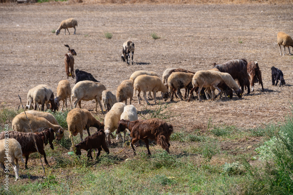 Fototapeta premium Long-Eared Cyprus Goats and Sheep Grazing in Countryside
