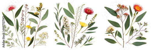  Set of Australian Flora,Nature isolated on a transparent background