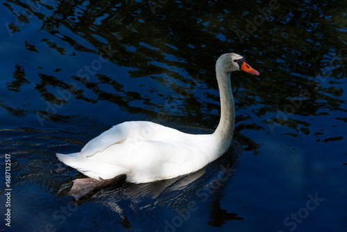 Fotografía Graceful White Swan Swimming on a Deep Blue Canal in Berlin