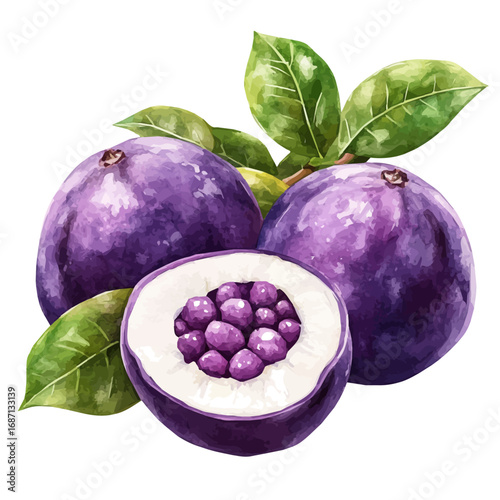 Mangosteen, watercolor vector, isolated on a white background.