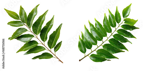 Curry Leaves Duo: Showcasing the vibrant green of fresh curry leaves in a clean, isolated composition