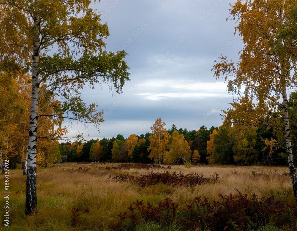 Fototapeta premium Birch Grove Golden Autumn Meadow Natural Light Documentary Photography