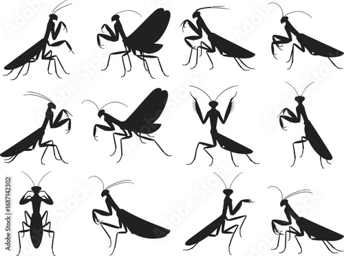 Praying mantis insect silhouette set, black vector mantis poses, isolated bug shapes, entomology clipart, editable mantis illustrations