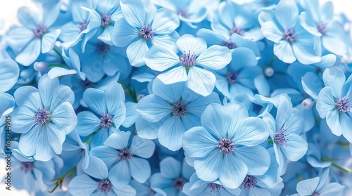 Stunning close-up of delicate blue flowers, perfect for elegant design and branding projects
