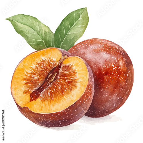 Jujube, watercolor illustration vector, isolated on a white background.
