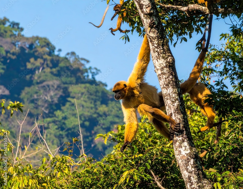 Fototapeta premium Golden monkey in a tree