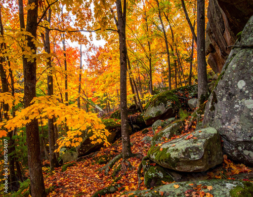 Sugar Maple Grove Northern Forest Granite Outcrops Autumn Photography