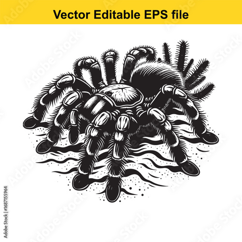 Tarantula spider illustration, isolated on white background