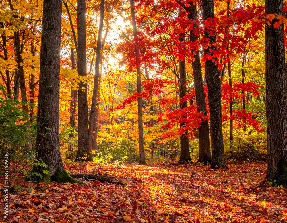 Obraz premium Mixed Hardwood Forest Peak Autumn Display Multi-Species Photography