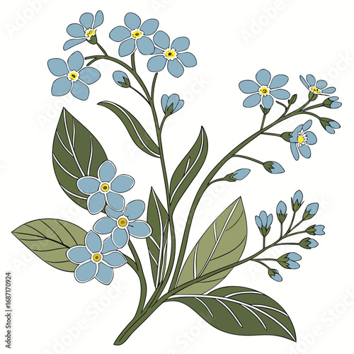 Blue Forget-Me-Not Botanical Illustration