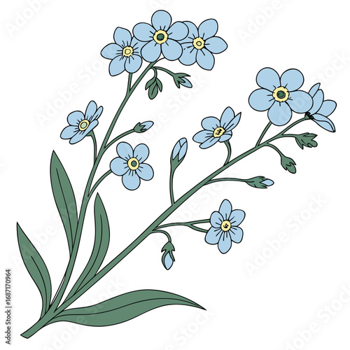 Botanical illustration of a forget-me-not flower